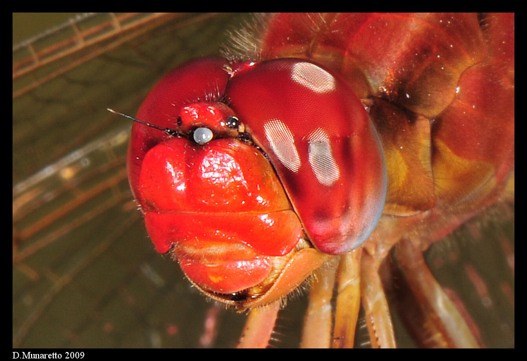 Libellula rossa